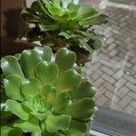 Aeonium castello-paivae Likasa