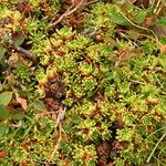 Saxifraga moschata Blodyn