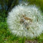 Taraxacum rubicundum Mbuma