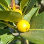 Ficus rubiginosa Gyümölcs