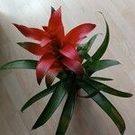 Guzmania monostachia Levél