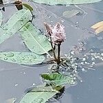 Persicaria amphibia Kukka
