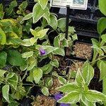 Vinca major 整株植物