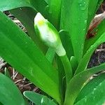 Leucojum vernum പുഷ്പം