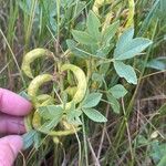 Thermopsis rhombifolia Hoja