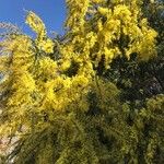 Acacia baileyana Цветок