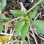 Physalis longifolia Leaf