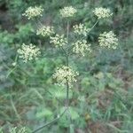 Heracleum sibiricum Flower