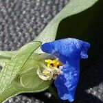 Commelina communis Bloem