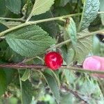 Prunus tomentosa Fruct