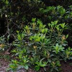 Rhododendron ponticum Φύλλο