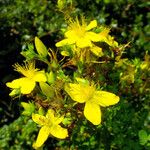 Hypericum perforatum Fleur