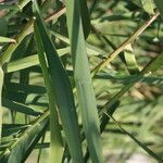 Arundo micrantha Arall