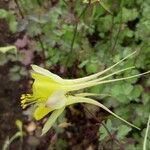 Aquilegia pubescens Flower