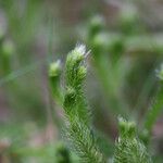 Lycopodium clavatum Folha