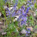 Polygala alpestris Habitus