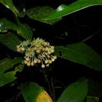 Ardisia opegrapha Fruit