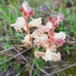 Orobanche alba Fula