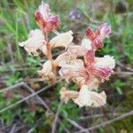 Orobanche alba Kvet