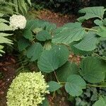 Hydrangea arborescensফুল