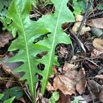 Lactuca hirsuta Leaf