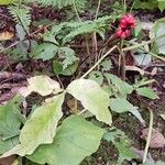 Arisaema triphyllum果