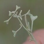 Atriplex pedunculata Fruitua