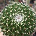 Mammillaria winterae Habit