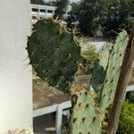 Opuntia stricta 葉