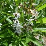 Amsonia tabernaemontana Цветок