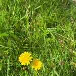 Scorzoneroides autumnalis Flower