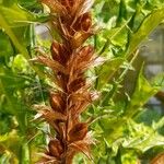 Acanthus montanus Fruit