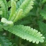 Lavandula dentata Leaf