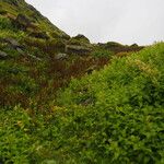 Pedicularis hoffmeisteri Sonstige