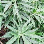 Echium hierrense Leaf
