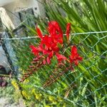 Crocosmia paniculata Flower