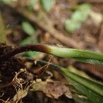 Asplenium africanum Muu