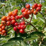 Sorbus scopulina Hedelmä