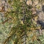 Juniperus thurifera برگ