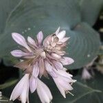 Hosta sieboldiana Blüte