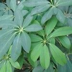 Schefflera arboricolaপাতা