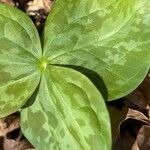 Trillium sessile 叶