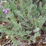 Astragalus stella Habit