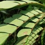 Osodendron altissimum Leaf