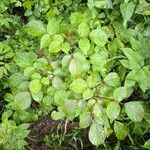 Bischofia polycarpa Hostoa