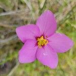 Sabatia grandiflora Flor