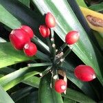 Clivia nobilis Fruit