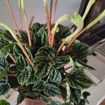 Peperomia caperata Φύλλο