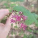 Ribes sanguineum പുഷ്പം