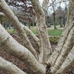 Betula medwediewii Corteza